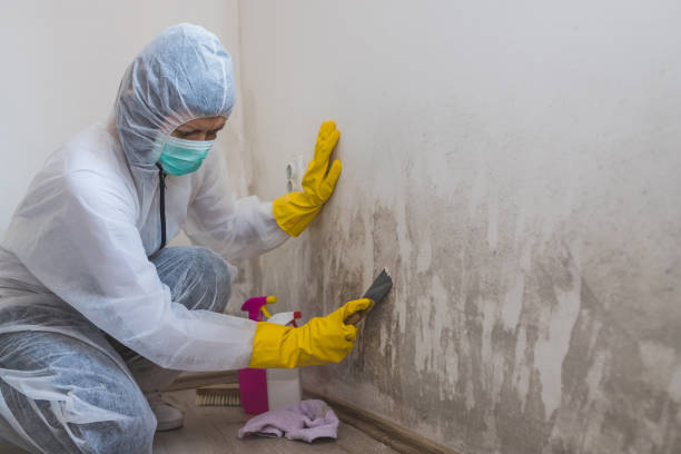 Office Mold Removal Services in Madisonville, LA